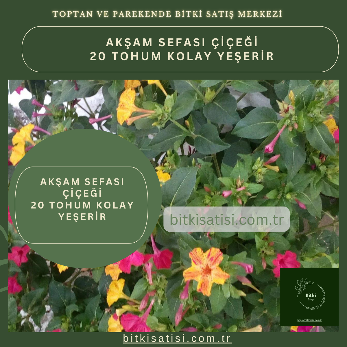 Akşam Sefası 20 Tohum Kolay Yeşerir