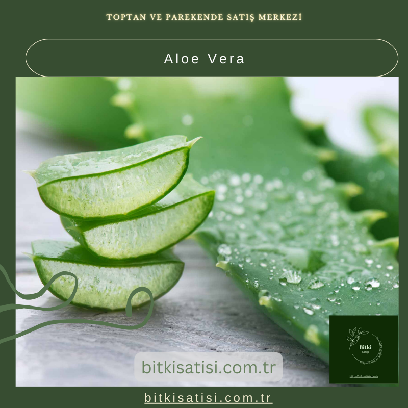 Aloe Vera Bitkisi - Doğal Cilt Bakımı ve Sağlık İçin Yetiştirin