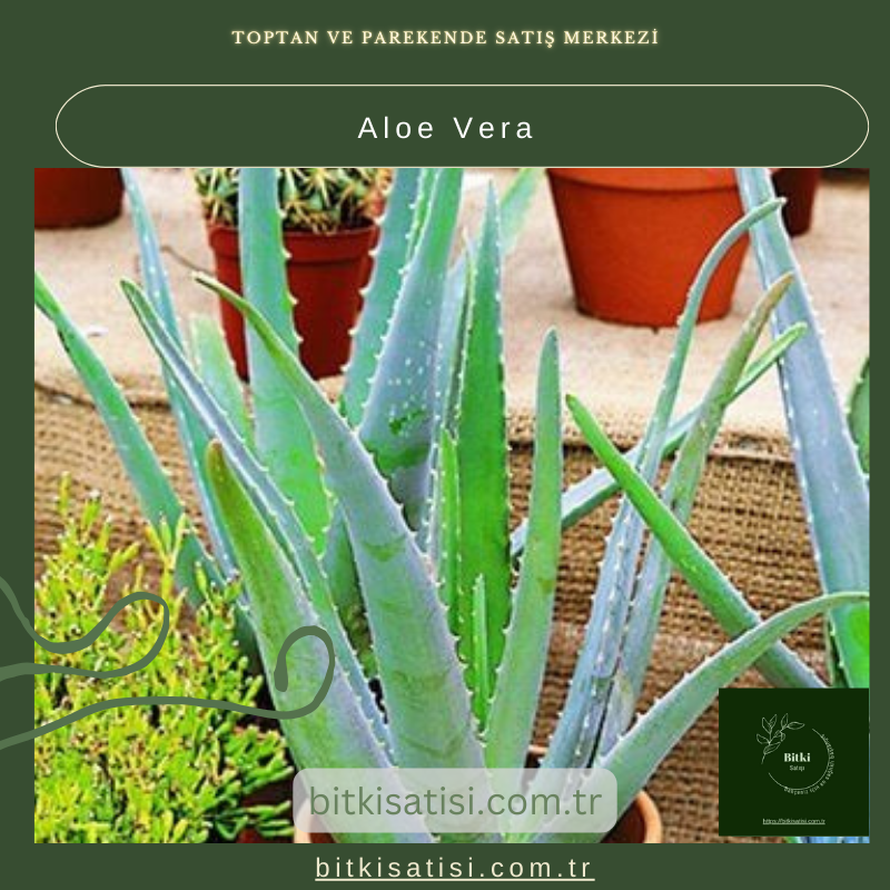 Aloe Vera Bitkisi - Doğal Cilt Bakımı ve Sağlık İçin Yetiştirin