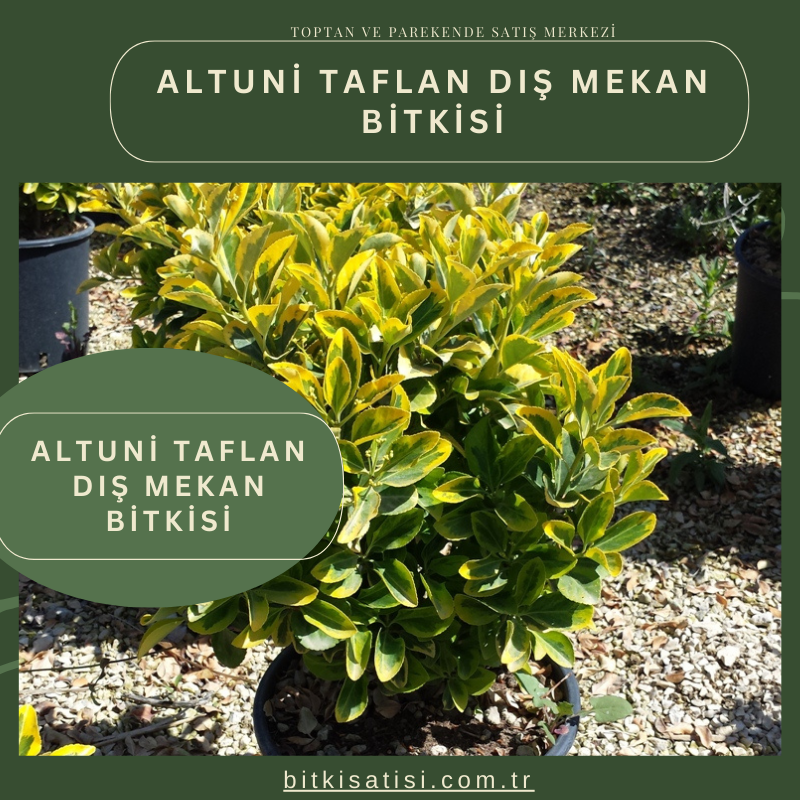 Altuni Taflan Dış Mekan Bitkisi