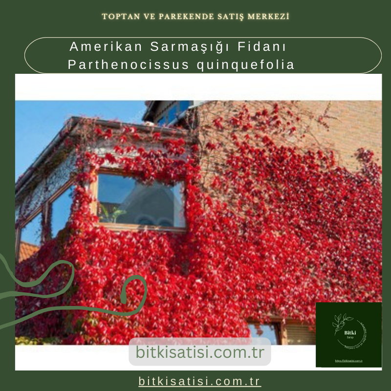 Amerikan Sarmaşığı Fidanı Parthenocissus quinquefolia