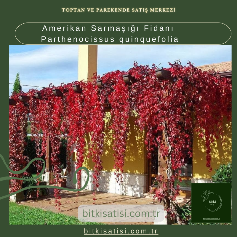 Amerikan Sarmaşığı Fidanı Parthenocissus quinquefolia