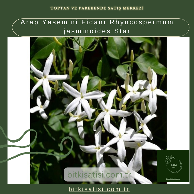 Arap Yasemini Fidanı Rhyncospermum jasminoides Star Arap Yasemini Fidanı Rhyncospermum jasminoides Star