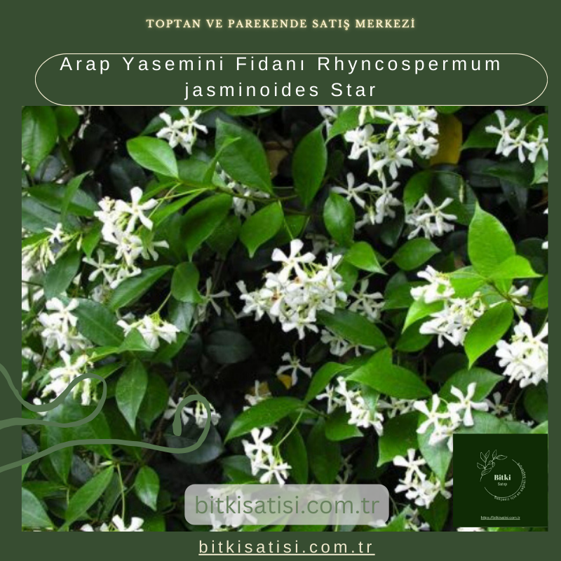 Arap Yasemini Fidanı Rhyncospermum jasminoides Star Arap Yasemini Fidanı Rhyncospermum jasminoides Star