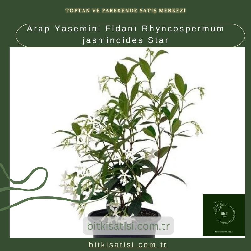 Arap Yasemini Fidanı Rhyncospermum jasminoides Star Arap Yasemini Fidanı Rhyncospermum jasminoides Star