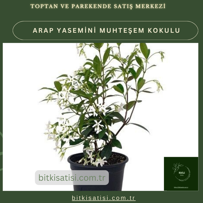 Arap Yasemini Müthis Kokusu Var