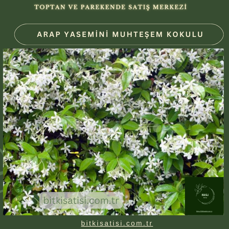 Arap Yasemini Müthis Kokusu Var