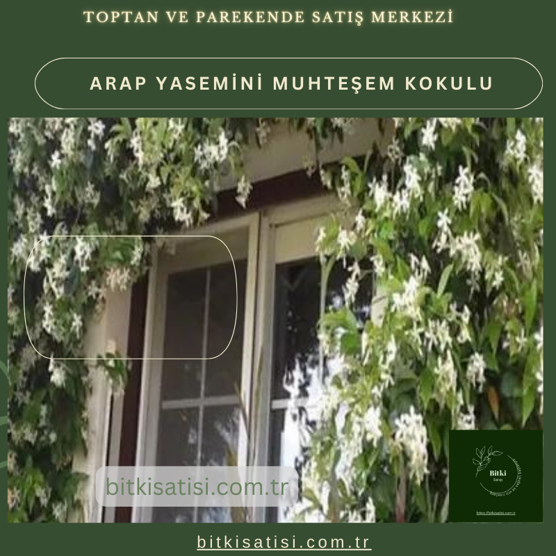 Arap Yasemini Müthis Kokusu Var