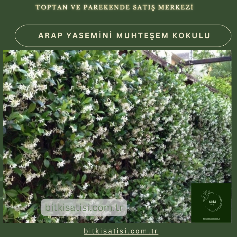 Arap Yasemini Müthis Kokusu Var