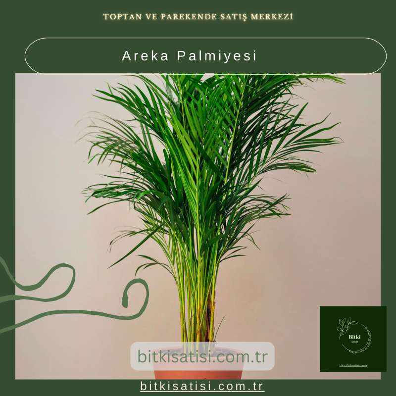 Areka Palmiyesi (1 metre) Areka Palmiyesi (1 metre)