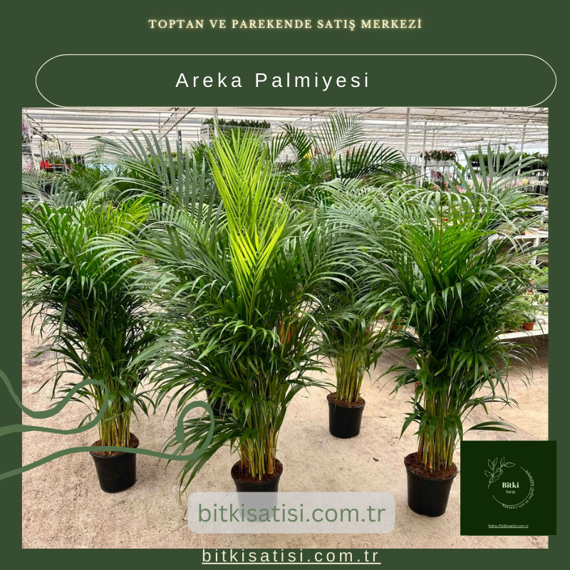 Areka Palmiyesi (1 metre) Areka Palmiyesi (1 metre)