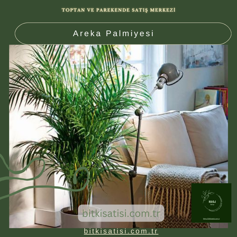 Areka Palmiyesi (1 metre) Areka Palmiyesi (1 metre)