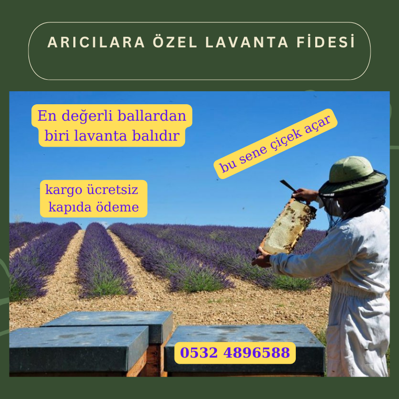 10 lu Arıcılar İçin Özel Lavanta Fidesi