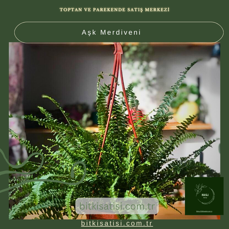 Aşk Merdiveni Aşk Merdiveni
