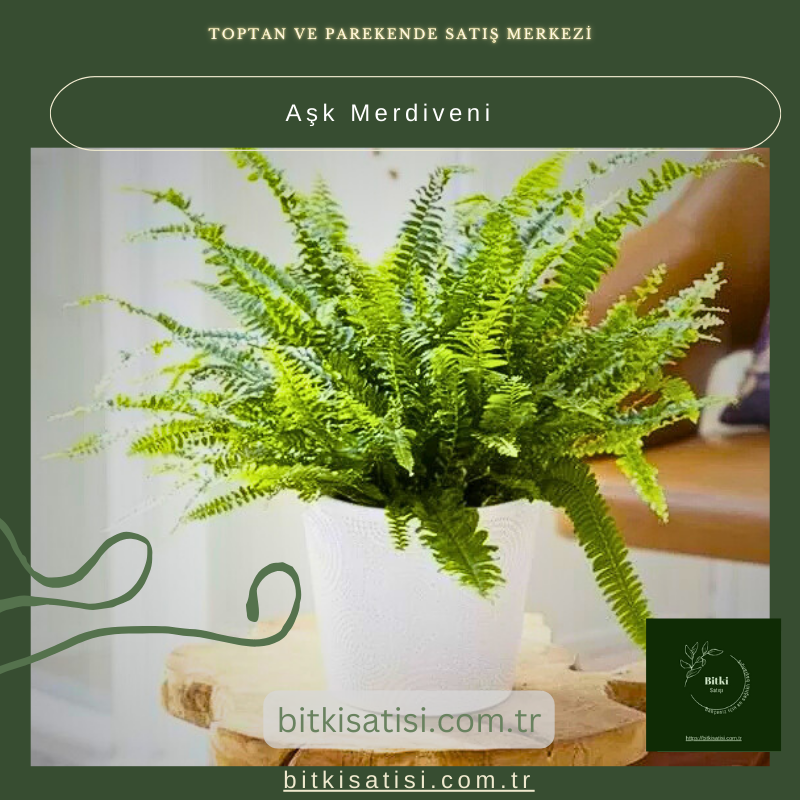 Aşk Merdiveni Aşk Merdiveni