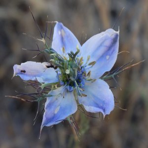 Aşkı Bahçenize Taşıyan Nigella Çiçeği ile Tanışın