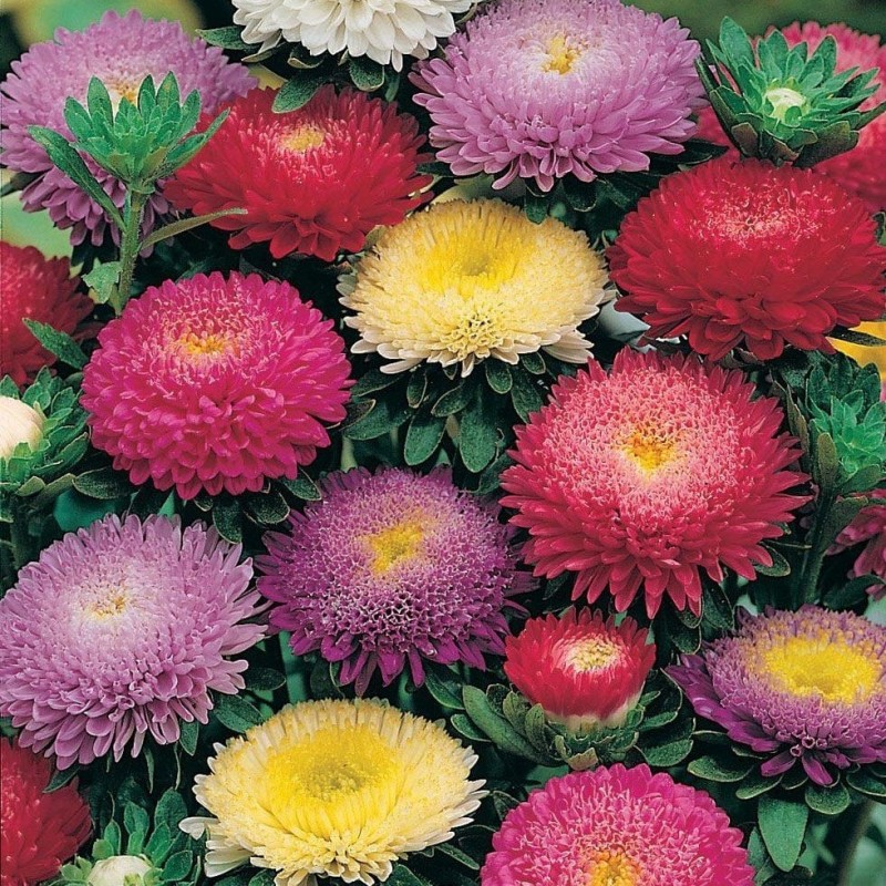 Aster Margarit Papatya Çiçeği ile Göz Alıcı Çiçeklenme! Aster Margarit Papatya Çiçeği ile Göz Alıcı Çiçeklenme!