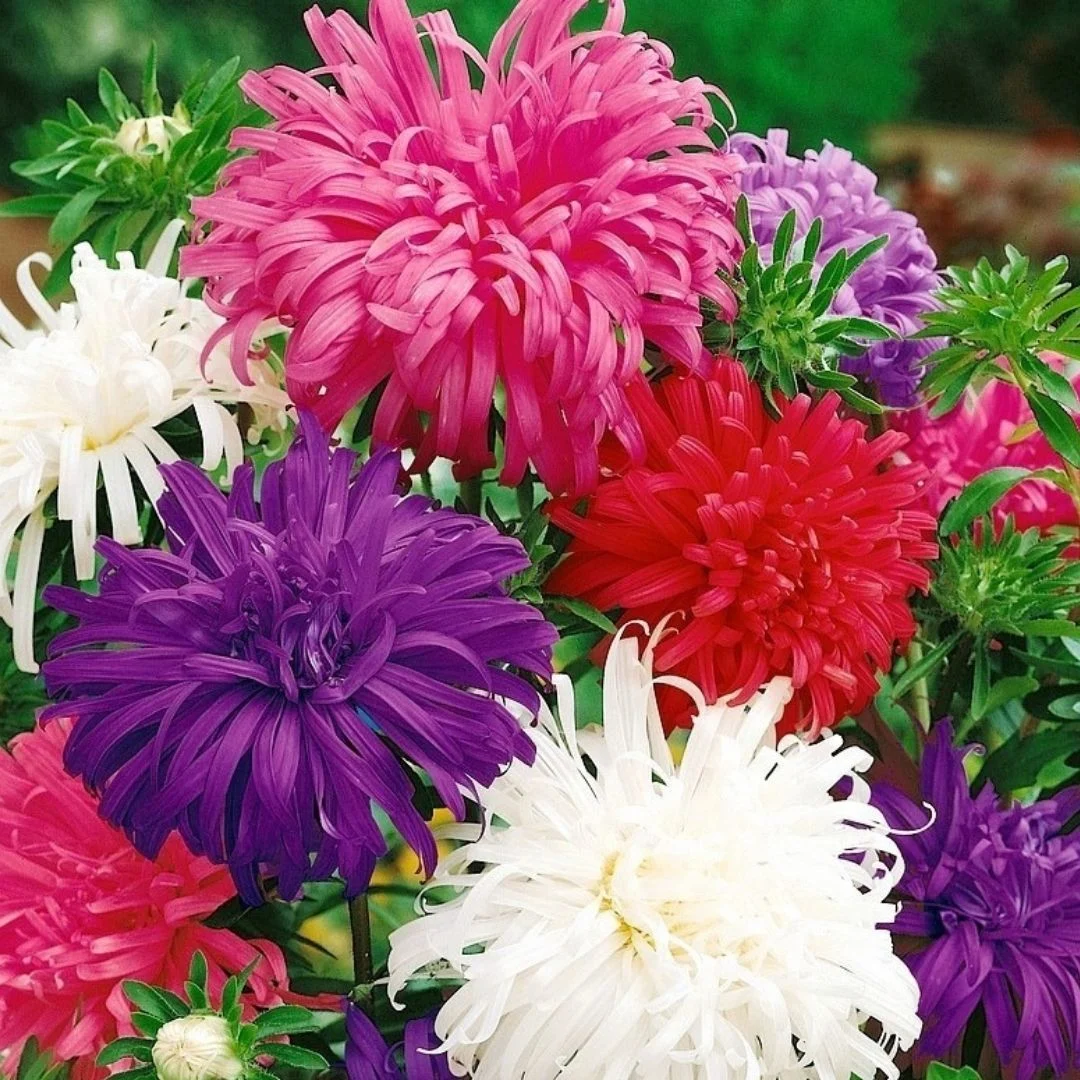 Aster Margarit Papatya Çiçeği ile Göz Alıcı Çiçeklenme! Aster Margarit Papatya Çiçeği ile Göz Alıcı Çiçeklenme!