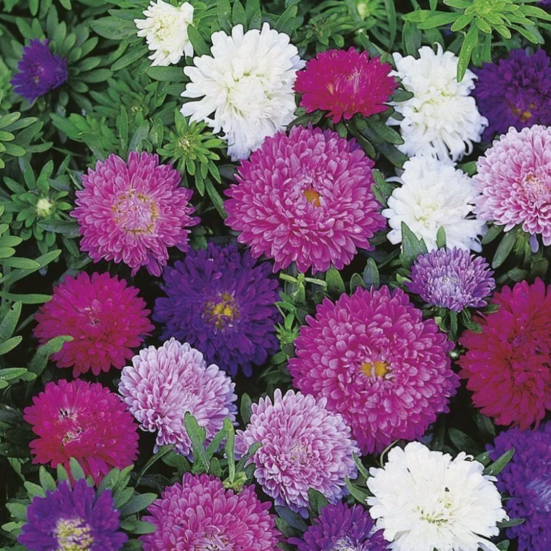 Aster Margarit Papatya Çiçeği ile Göz Alıcı Çiçeklenme!