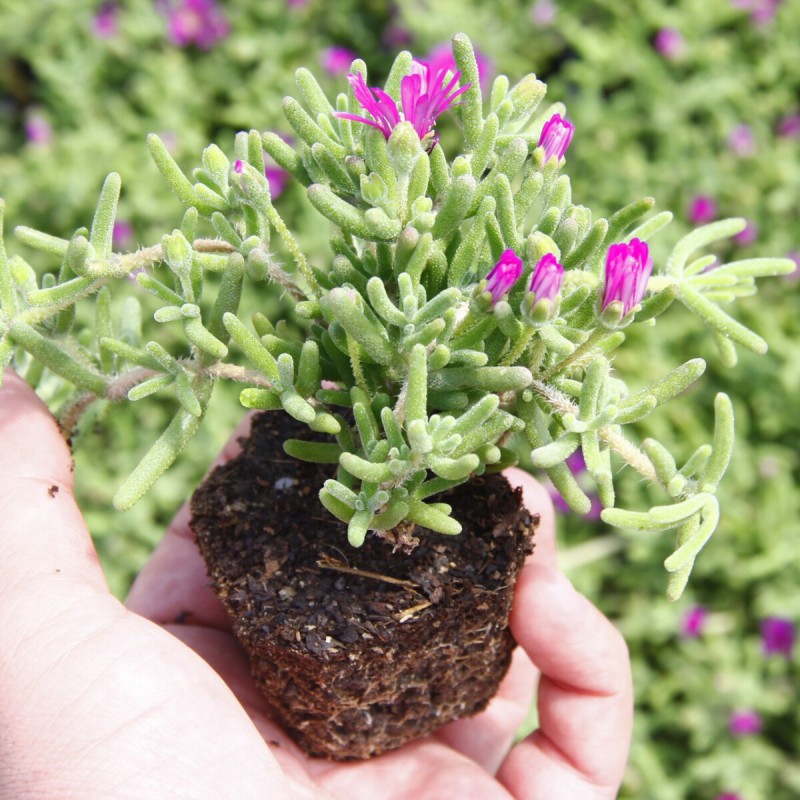 Asteriks Mezar Çiçeği Sıcak soğuk ve kuraklığa dayanıklıdır 45 Fide Asteriks Mezar Çiçeği Sıcak soğuk ve kuraklığa dayanıklıdır 45 Fide