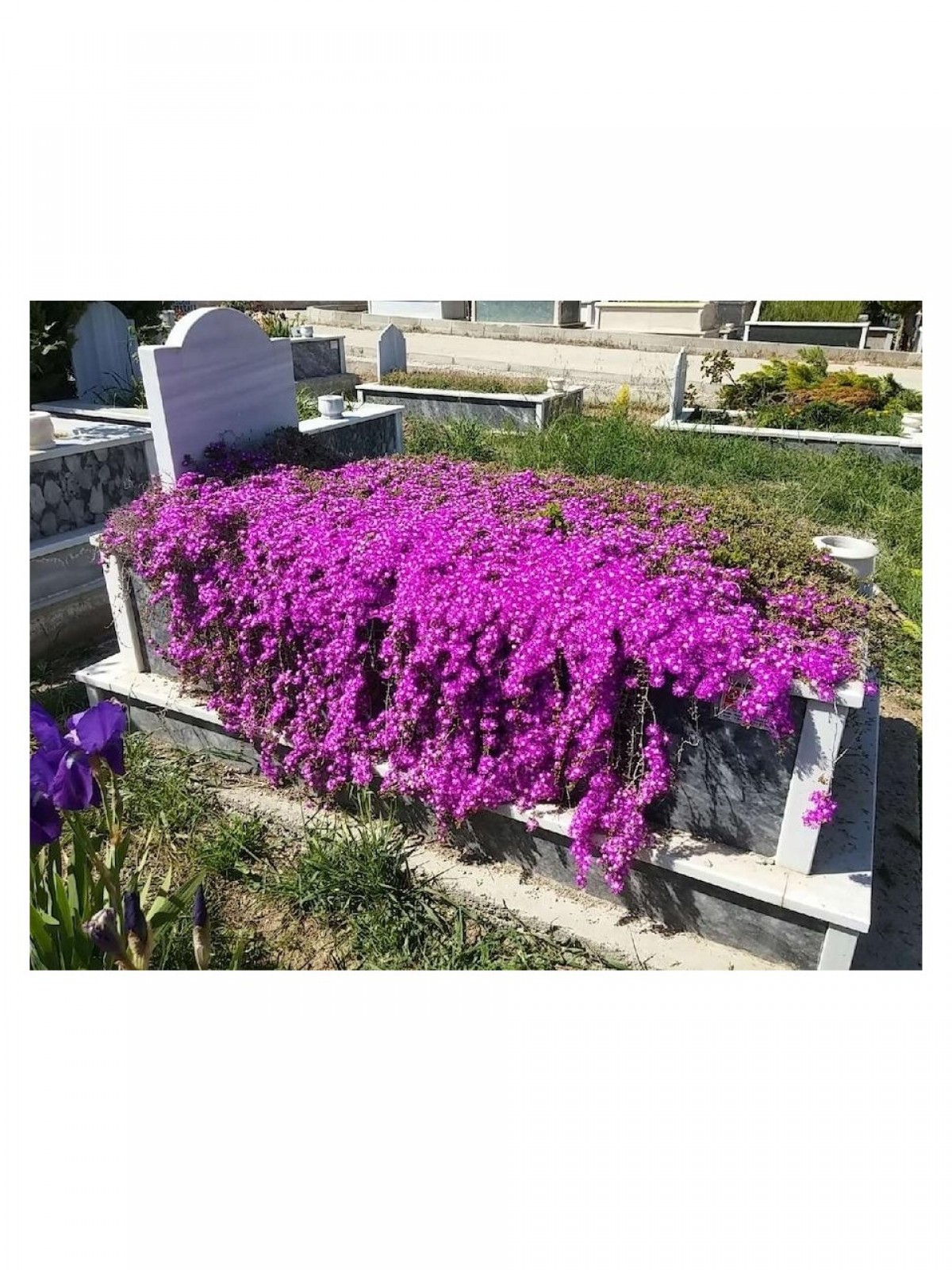 Asteriks Mezar Çiçeği Sıcak soğuk ve kuraklığa dayanıklıdır 45 Fide Asteriks Mezar Çiçeği Sıcak soğuk ve kuraklığa dayanıklıdır 45 Fide