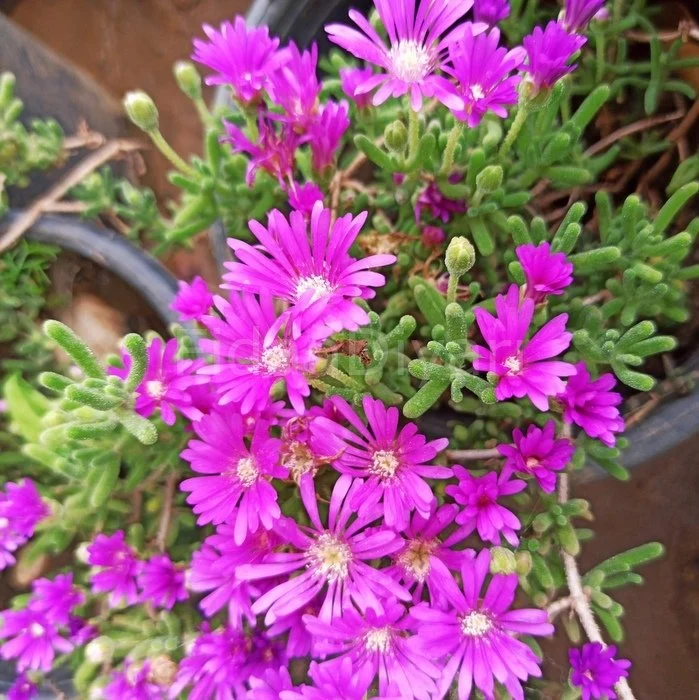 Asteriks Mezar Çiçeği Sıcak soğuk ve kuraklığa dayanıklıdır 45 Fide Asteriks Mezar Çiçeği Sıcak soğuk ve kuraklığa dayanıklıdır 45 Fide