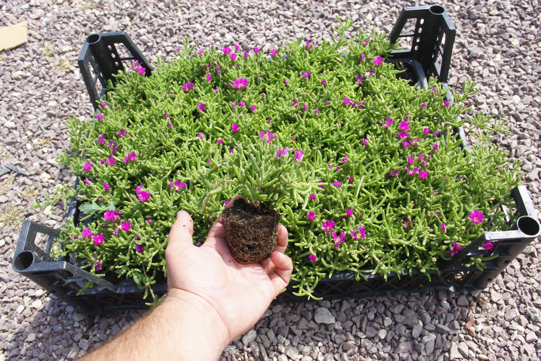 Asteriks Mezar Çiçeği Sıcak soğuk ve kuraklığa dayanıklıdır 45 Fide Asteriks Mezar Çiçeği Sıcak soğuk ve kuraklığa dayanıklıdır 45 Fide