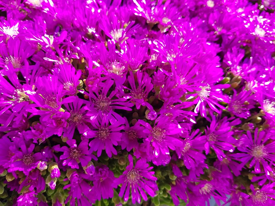 Asteriks Mezar Çiçeği Sıcak soğuk ve kuraklığa dayanıklıdır 45 Fide Asteriks Mezar Çiçeği Sıcak soğuk ve kuraklığa dayanıklıdır 45 Fide