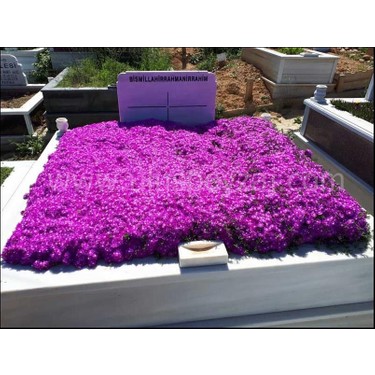 Asteriks Mezar Çiçeği Sıcak soğuk ve kuraklığa dayanıklıdır 45 Fide Asteriks Mezar Çiçeği Sıcak soğuk ve kuraklığa dayanıklıdır 45 Fide