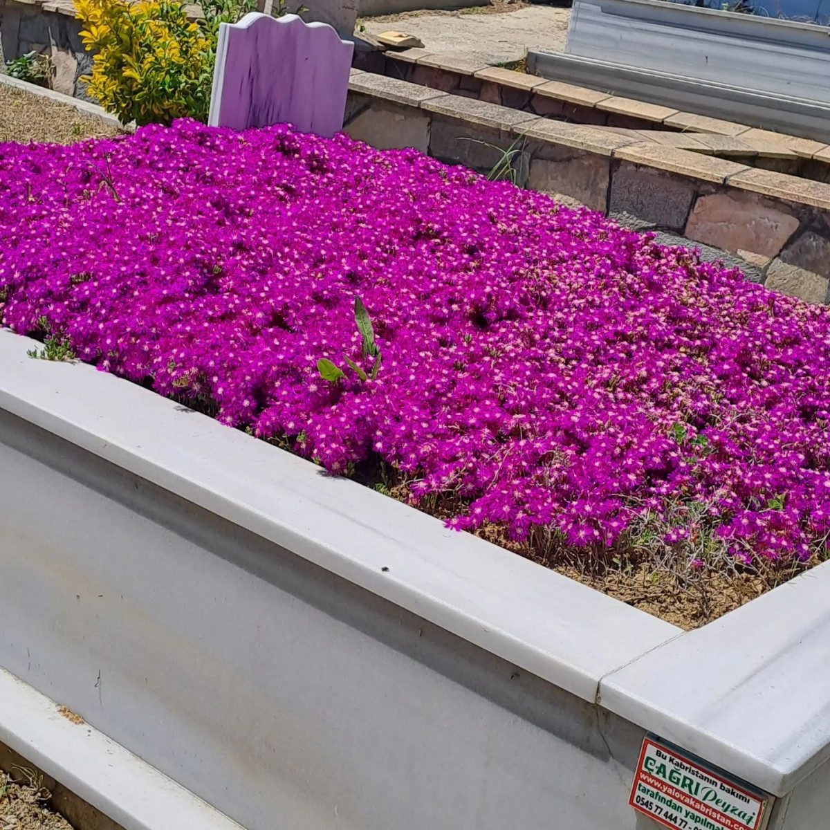 Asteriks Mezar Çiçeği Sıcak soğuk ve kuraklığa dayanıklıdır 45 Fide Asteriks Mezar Çiçeği Sıcak soğuk ve kuraklığa dayanıklıdır 45 Fide