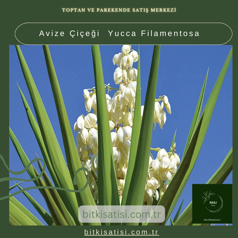 Avize Çiçeği  Yucca Filamentosa