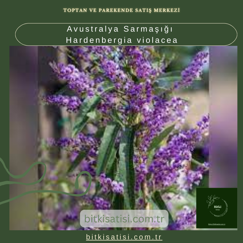 Avustralya Sarmaşığı Hardenbergia violacea Avustralya Sarmaşığı Hardenbergia violacea