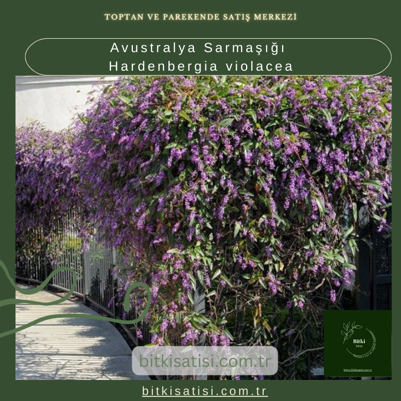Avustralya Sarmaşığı Hardenbergia violacea Avustralya Sarmaşığı Hardenbergia violacea
