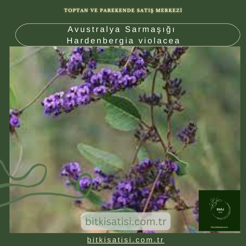 Avustralya Sarmaşığı Hardenbergia violacea Avustralya Sarmaşığı Hardenbergia violacea