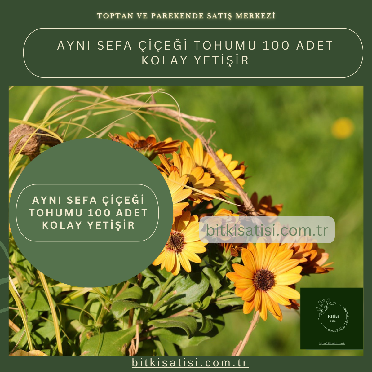 Aynı Sefa çiçeği Tohumu 100 Adet Kolay Yetişir