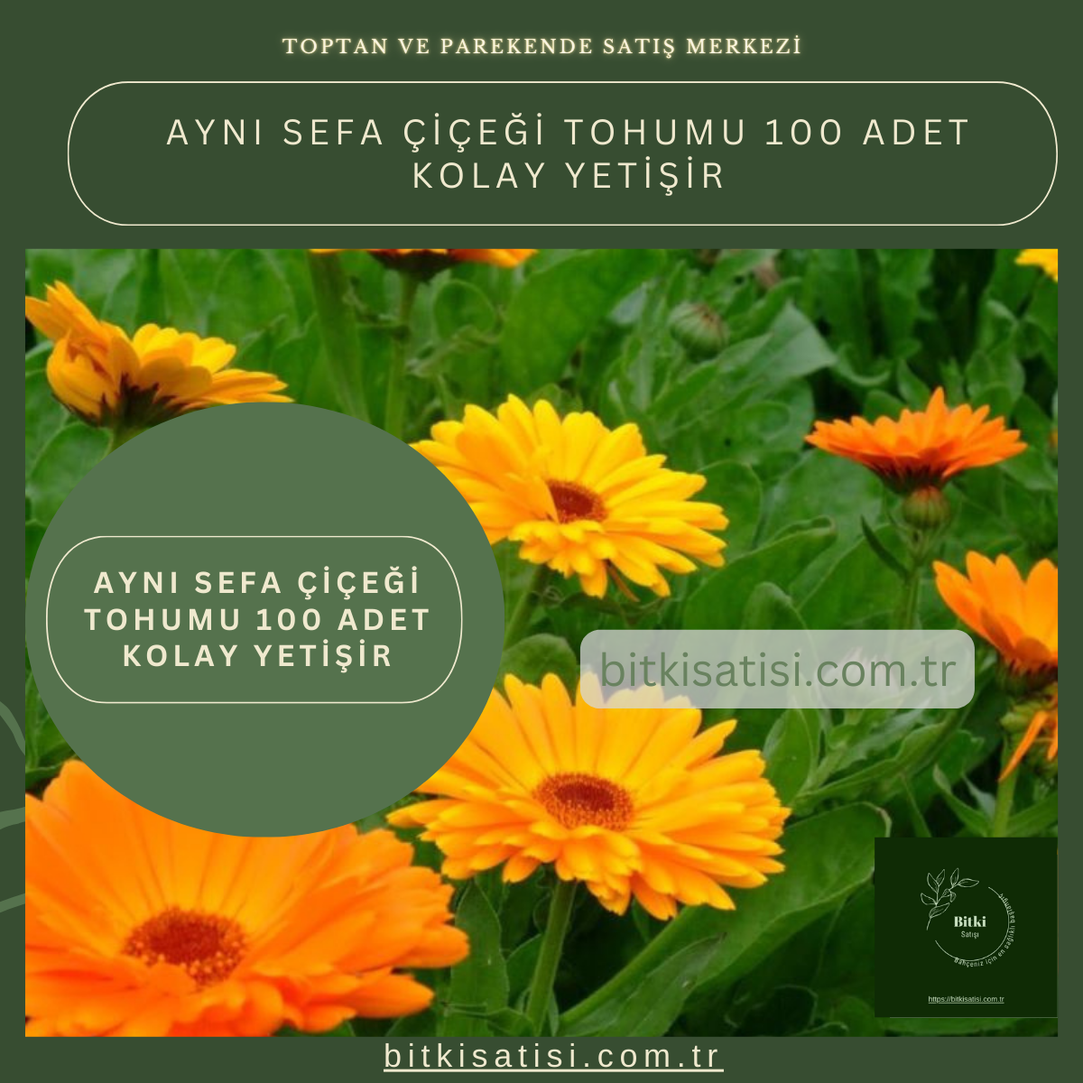 Aynı Sefa çiçeği Tohumu 100 Adet Kolay Yetişir
