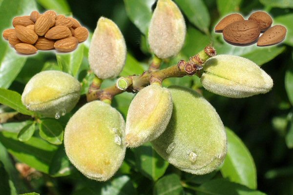 Badem Fidanı İri ve Kaliteli: Verimli Ağaçlar İçin Hemen Sipariş Verin!