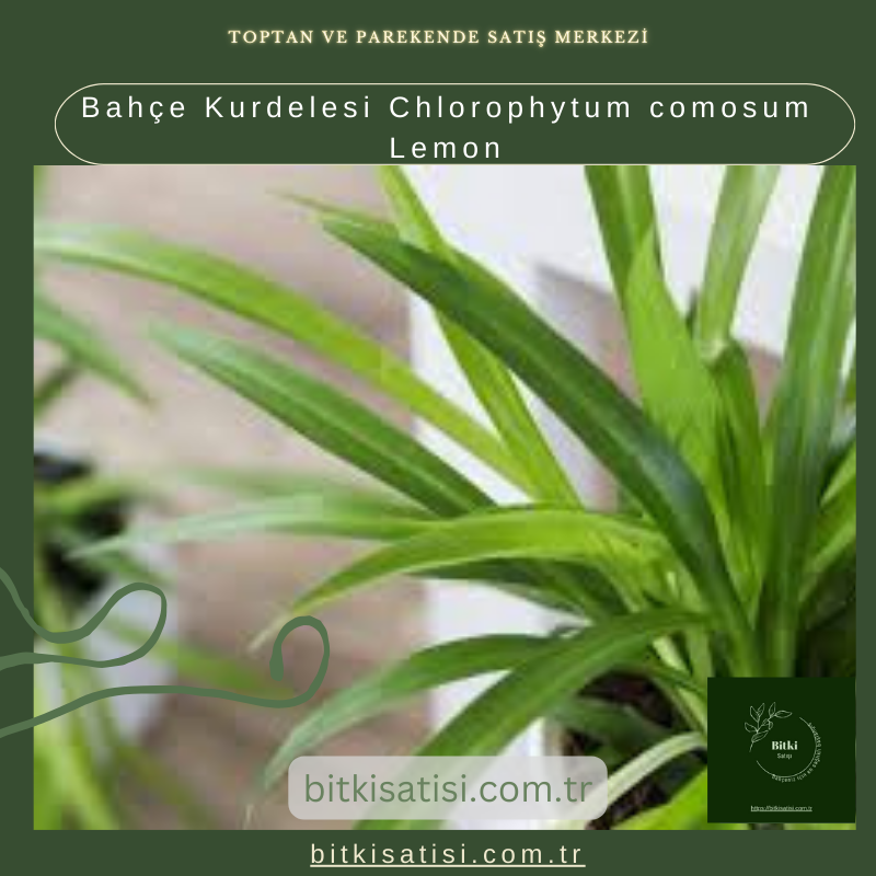 Bahçe Kurdelesi Chlorophytum comosum Lemon