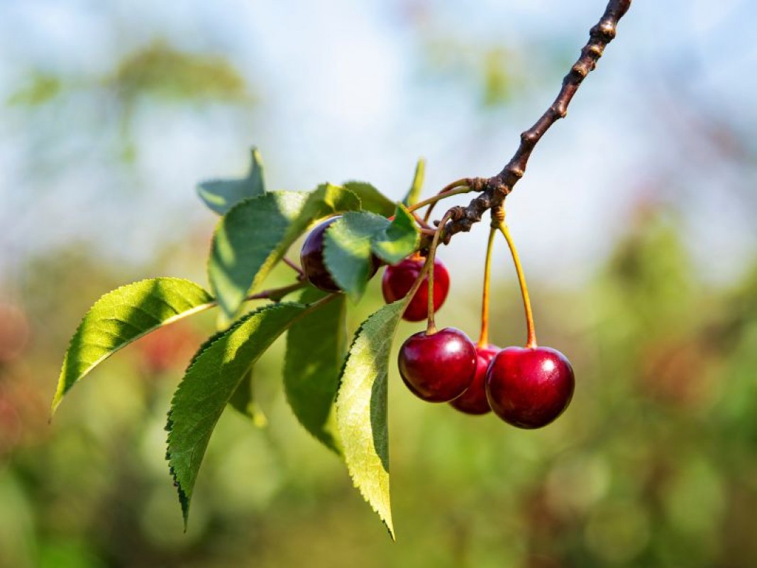 Bahçenizde Vişne Yetiştirin: Kolay Bakımla Verimli Sonuçlar Bahçenizde Vişne Yetiştirin: Kolay Bakımla Verimli Sonuçlar