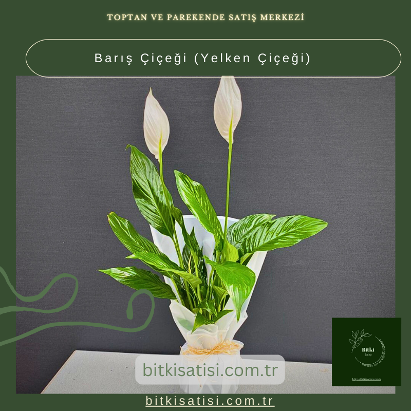 Barış Çiçeği-Yelken Çiçeği- Spatifilyum Barış Çiçeği-Yelken Çiçeği- Spatifilyum