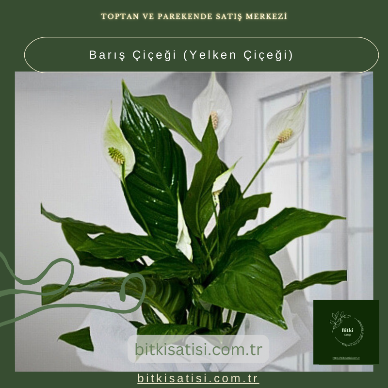 Barış Çiçeği-Yelken Çiçeği- Spatifilyum Barış Çiçeği-Yelken Çiçeği- Spatifilyum