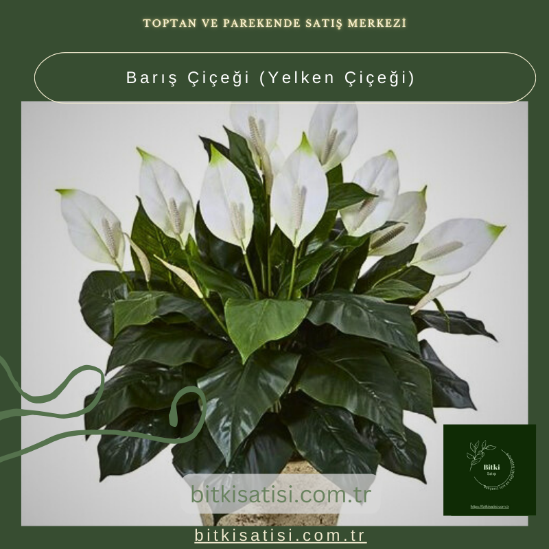 Barış Çiçeği-Yelken Çiçeği- Spatifilyum Barış Çiçeği-Yelken Çiçeği- Spatifilyum