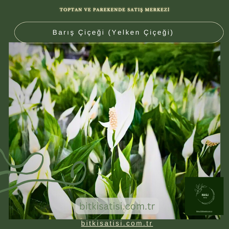 Barış Çiçeği-Yelken Çiçeği- Spatifilyum Barış Çiçeği-Yelken Çiçeği- Spatifilyum