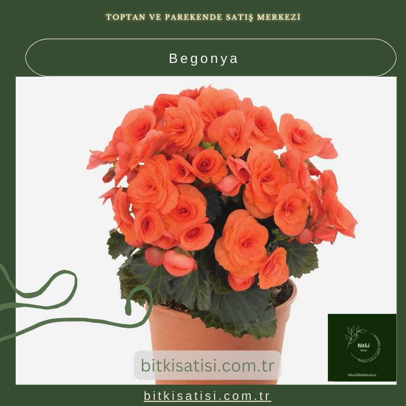 Begonya Çiçeği Satışı – Şık ve Renkli İç Mekan Bitkisi Begonya Çiçeği Satışı – Şık ve Renkli İç Mekan Bitkisi