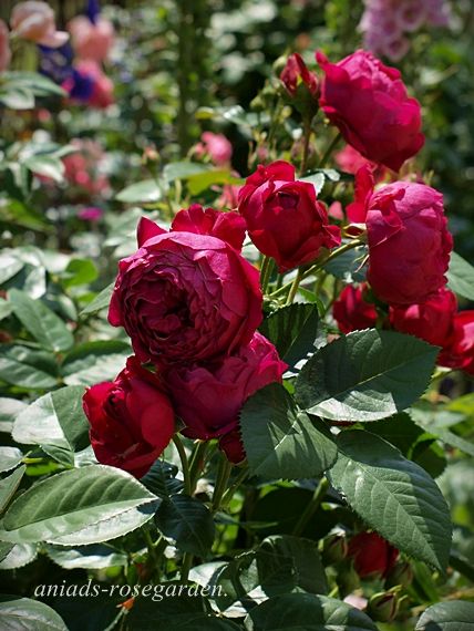 Benjamin Britten Gülü: Hoş Kokulu, Canlı Renkli Güllerle Bahçenizi Şenlendirin Benjamin Britten Gülü: Hoş Kokulu, Canlı Renkli Güllerle Bahçenizi Şenlendirin
