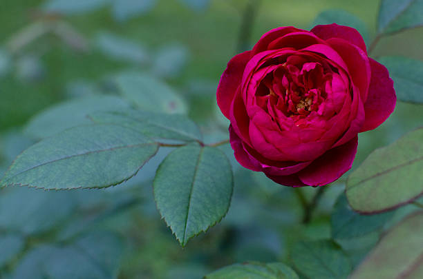 Benjamin Britten Gülü: Hoş Kokulu, Canlı Renkli Güllerle Bahçenizi Şenlendirin Benjamin Britten Gülü: Hoş Kokulu, Canlı Renkli Güllerle Bahçenizi Şenlendirin