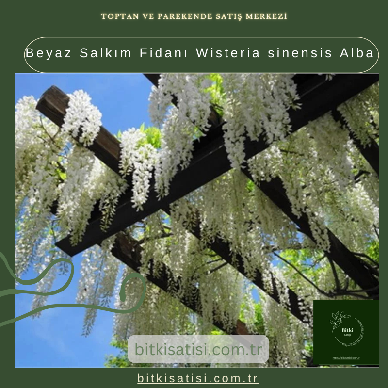 Beyaz Salkım Fidanı Wisteria sinensis Alba