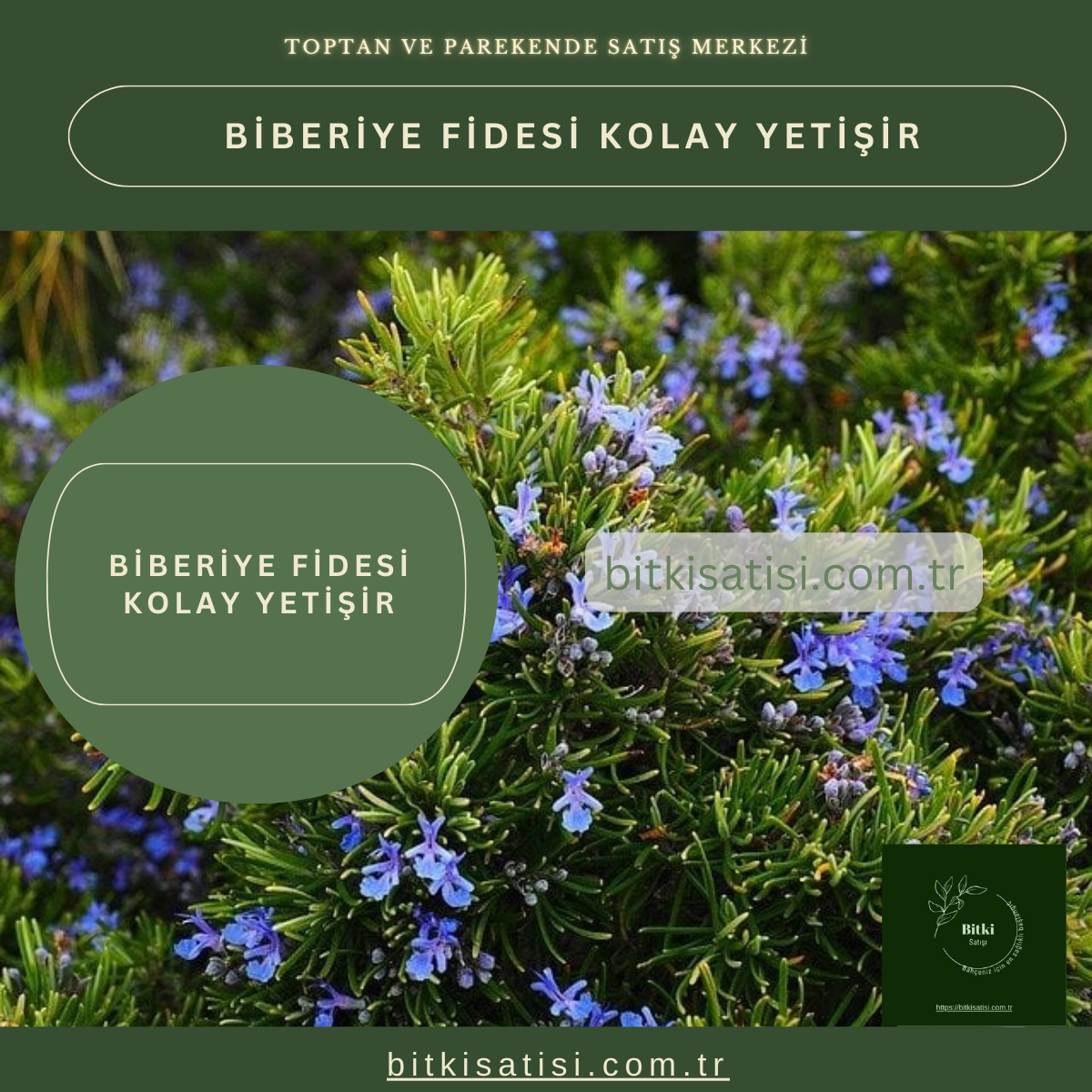 Biberiye Fidesi Kolay Yetişir 500 Fide