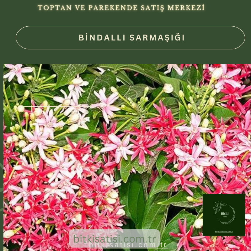 Bindallı Sarmaşığı Muhteşem Görüntü Muhteşem Kokulu