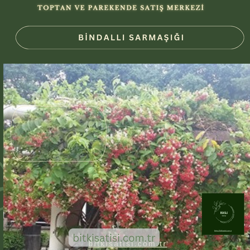 Bindallı Sarmaşığı Muhteşem Görüntü Muhteşem Kokulu
